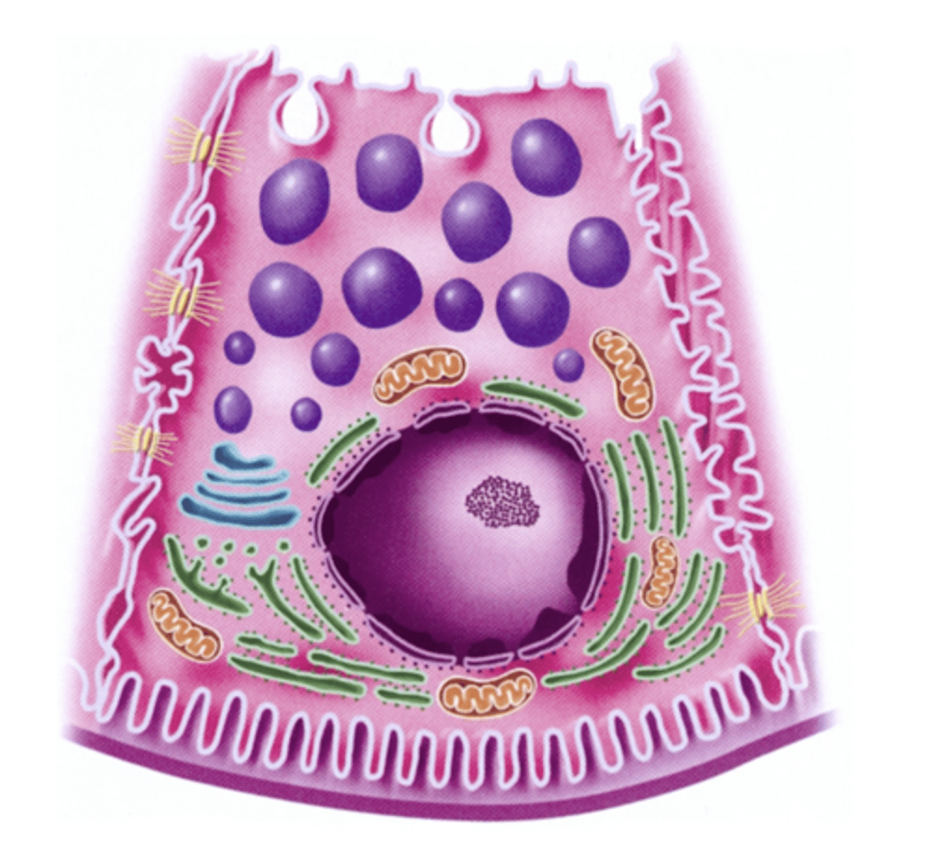 <p>microvilli</p><p>interdigitations</p><p>infolding</p><p>junctional</p><p>hemidesmosomes</p><p>gap</p><p>canaliculi</p><p>- folded membrane at the bottom of cell, vesicles at the top, nucleus located basally,</p>