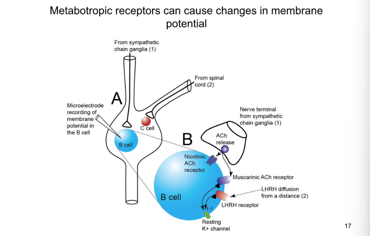 <p>picture- autonomic sympathetic synapse</p><p>synapse between preganglionic and post </p><p>synapses also from spinal cord that synpases on diff type of cell (C cell)</p><p></p><p>From  sympathetic chain ganglia:</p><ol><li><p>synapse releases Ach</p><ul><li><p>effect: bind to nicotinic ach recpetors (ionotropic)</p></li><li><p>results in EPSP</p></li></ul></li></ol><p>B cell:</p><p>metabotropic receptors located at perisynaptic and extrasynaptic sites</p><p>high affinity for neurotransmitters- do not need to be in the cleft</p><p>both have negative effect on potassium channels- depolarizing the cell</p><ul><li><p>Muscarinic ach receptors</p></li><li><p>LHRH receptor</p></li><li><p>K+ channels- CLOSE </p></li></ul>