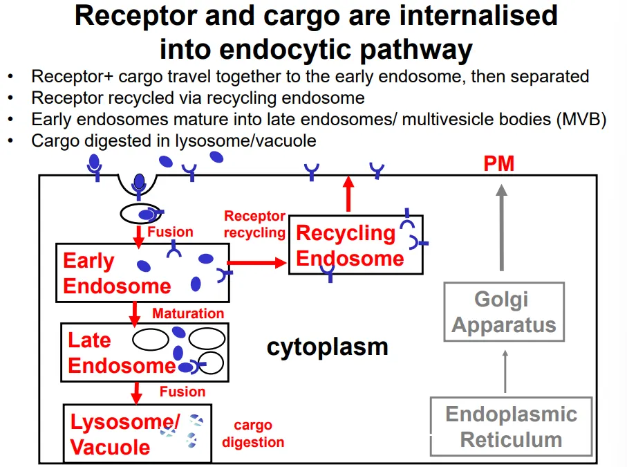 <ul><li><p>endocytosis and phagocytosis are initiated by <strong>specific receptor proteins</strong>, which form a receptor-cargo complex</p></li><li><p><strong>clathrin-coated vesicles bud </strong>off the plasma membrane into the cell, producing an <strong>endosome</strong></p></li><li><p>the receptor and cargo <strong>dissociate </strong>in the <strong>early endosome</strong>, so that the receptors can be re-inserted into the plasma membrane via a <strong>recycling endosome</strong></p></li><li><p>the cargo remains in the endosome, which <strong>matures </strong>into a<strong> late endosome </strong>upon receiving additional contents (eg. enzymes) from the<strong> golgi apparatus</strong></p></li><li><p>exisiting <strong>lysosomes </strong>fuse to this, releasing further <strong>digestive enzymes </strong>that degrade the cargo (nutrients, pathogens and signalling molecules)</p></li><li><p>during maturation, the endosome becomes increasingly <strong>acidic </strong>until it becomes a lysosome, where the pH is <strong>low </strong>enough for the digestive enzymes to function (<strong>acidic optimum</strong> so that they don’t damage the cell earlier)</p></li></ul><p></p>