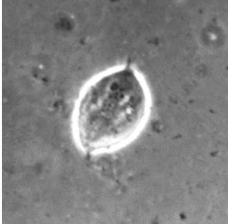 term image