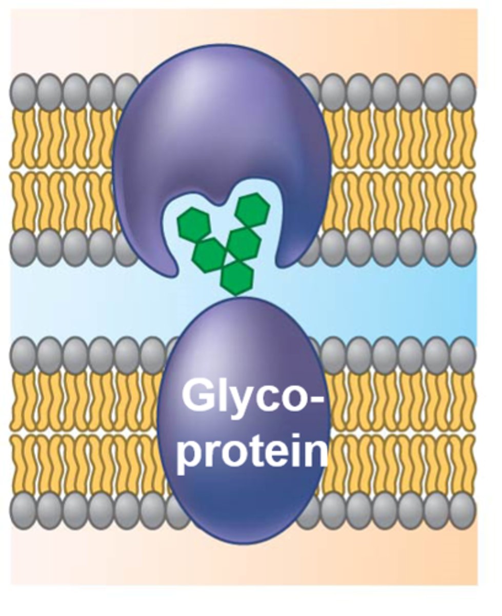 <p>recognizes our own cells from foreign cells (ex: glycoproteins)</p>