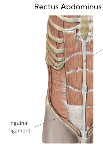 Inguinal ligament 

* ligament that extends from anterior superior iliac spine to pubic symphysis
* divides abdominal region from lower limb  