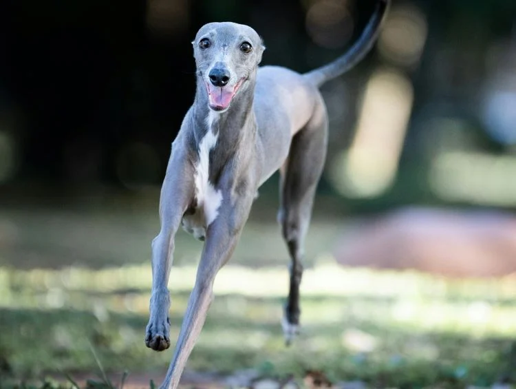 <ul><li><p>Hound Group</p></li><li><p>Bigger than a whippet</p></li></ul><p></p>
