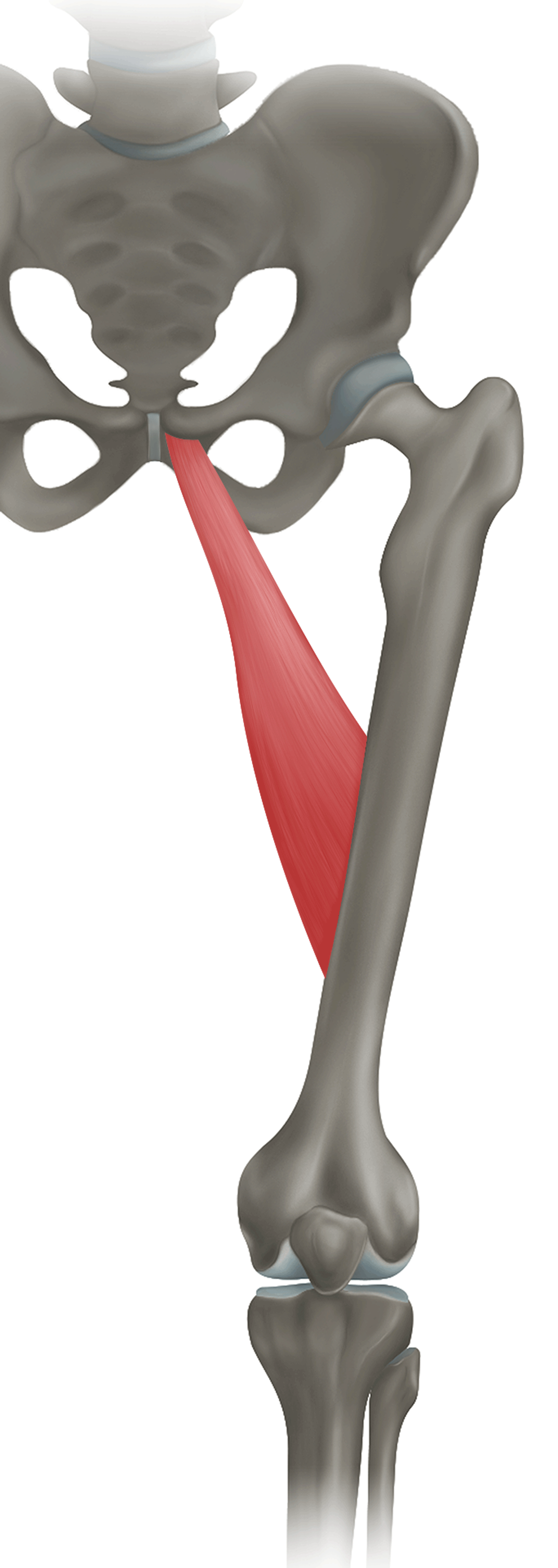 <p>m. adductor longus - ZAČÁTEK</p>
