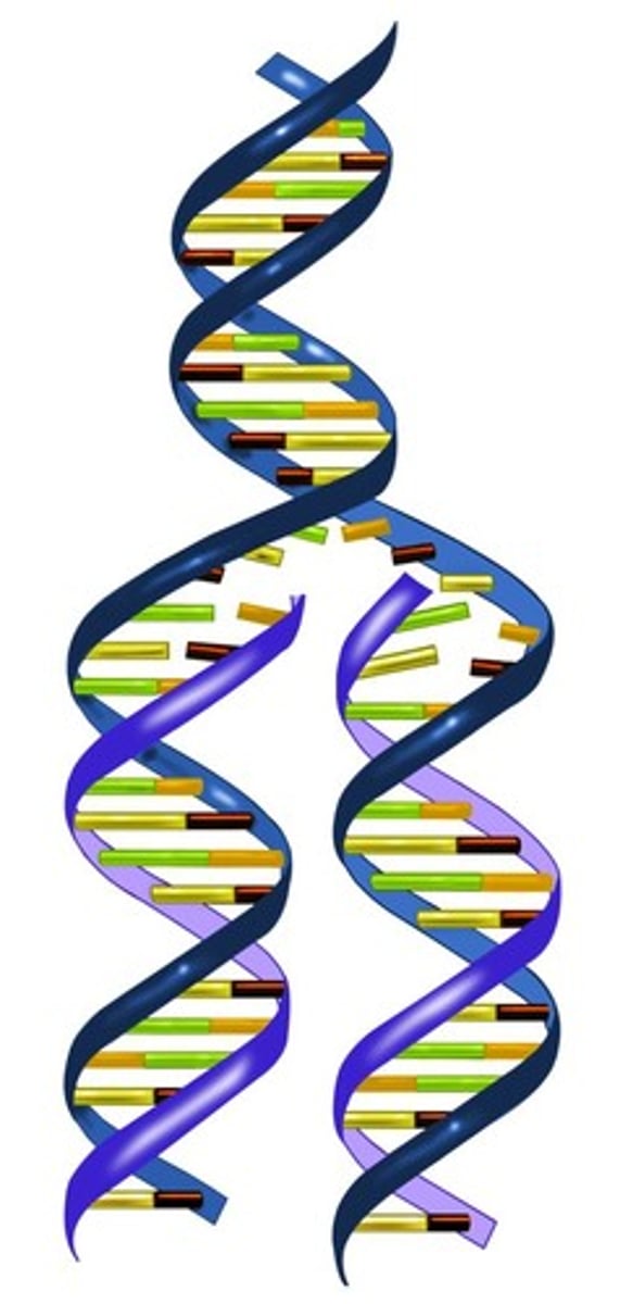 <p>The process in which DNA makes a duplicate copy of itself.</p>