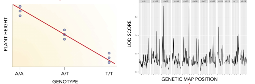 <ul><li><p>each genetic region/variant is tested for associations with the phenotypic trait of interest</p></li><li><p>the likelihood of that marker/variant being associated with a gene controlling that trait is plotted across the genome</p></li></ul><p></p>