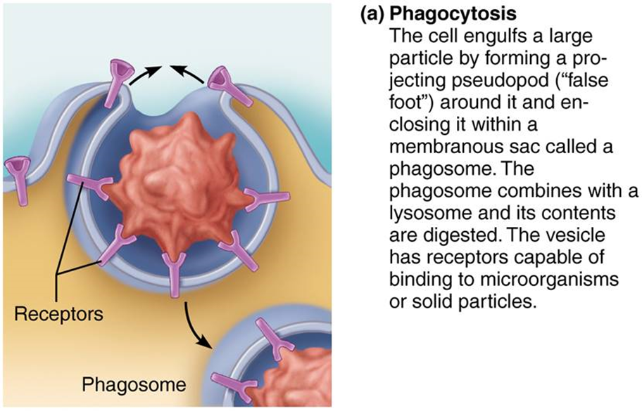 <p>large molecules, bacteria, or viruses are ingested by the cell to be broken down</p>