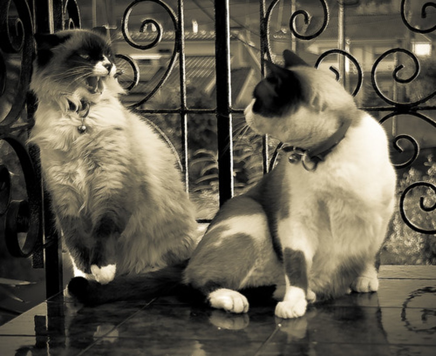 <p>annoyed</p>