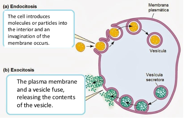 <p>Transport of macromolecules</p><p>- Requires energy (active transport).</p><p>- Through the deformations in the membrane and the formation of vesicles.</p><p>- Necessary to transport large molecules</p><p>- Types:</p><p><span data-name="black_small_square" data-type="emoji">▪</span> Exocytosis</p><p><span data-name="black_small_square" data-type="emoji">▪</span> Endocytosis</p><p><span data-name="black_small_square" data-type="emoji">▪</span> Transcytosis</p>