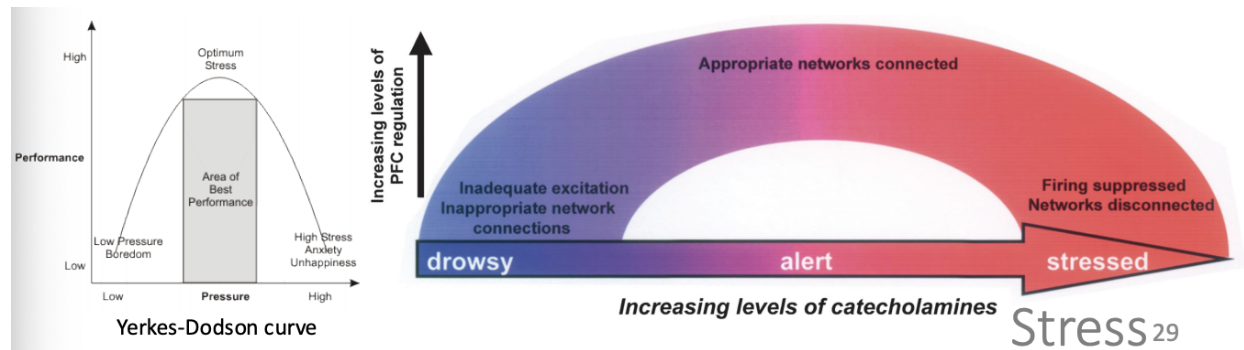 <p><strong>Low level of catec:</strong> Drowsy (Not enough arousal and productivity, bored, low pressure) </p><ul><li><p>Neurons in PFC are distractible – not enough activity(not focused on one task)</p></li></ul><p><strong>Moderate level: </strong>Best performance. Perfect level of arousal </p><ul><li><p>Neurons now fire for one thing (focused on one task = productive)</p></li></ul><p><strong>High level: </strong>Stressed, less executive function</p><ul><li><p>Neurons stop firing in PFC → networks disconnected, and PFC becomes silent</p></li></ul><p></p>