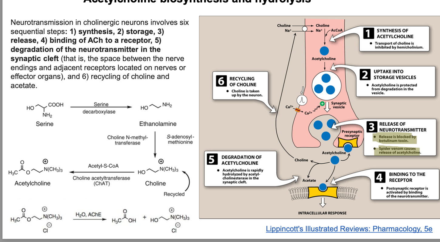 <p>neurotransmisison in cholinergic neurons involve 6 sequential steps</p><ol><li><p>synthesis of ACH</p><ol><li><p>choline + AcCoA → ACH</p></li><li><p>transport of choine is inhibited by <em>hemicholinium</em></p></li></ol></li><li><p>uptake into storage vesicles</p><ol><li><p>ACH is protected form degradation in the vesicle</p></li></ol></li><li><p>release of neurotransmitter</p><ol><li><p><strong>release is blocked by botulinum toxin</strong></p></li><li><p><strong>spider venom causes release of ACH</strong></p></li></ol></li><li><p>binding to the receptor</p><ol><li><p>post-synaptic receptor is activated by binding of neurotransmitter</p></li></ol></li><li><p>degradation of acetylcholine</p><ol><li><p>ACH is rapidly hydrolyzed by <em>acetyl-cholinesterase</em> in the synaptic cleft</p></li></ol></li><li><p>recycling of choline</p><ol><li><p>choline is taken up by neuron</p></li></ol></li></ol><p></p><p>serine → acetylcholine pathway</p><ul><li><p>serine → ethanolamine </p><ul><li><p>thru serine decarboxylase</p></li></ul></li><li><p>ethanolime → choline</p><ul><li><p>thru choline N-methyl-transferase and SAM (gives methyl group?)</p></li></ul></li><li><p>choline → acetylcholine</p><ul><li><p>thru acetyl S-CoA and choline acetyltransferase (ChAT)</p></li></ul></li></ul><p></p><p>acetylcholine degradation/recycling pathway</p><ul><li><p>acetylcholine → acetate and choline</p><ul><li><p>thru H2O, AChE</p></li></ul></li></ul><p></p>
