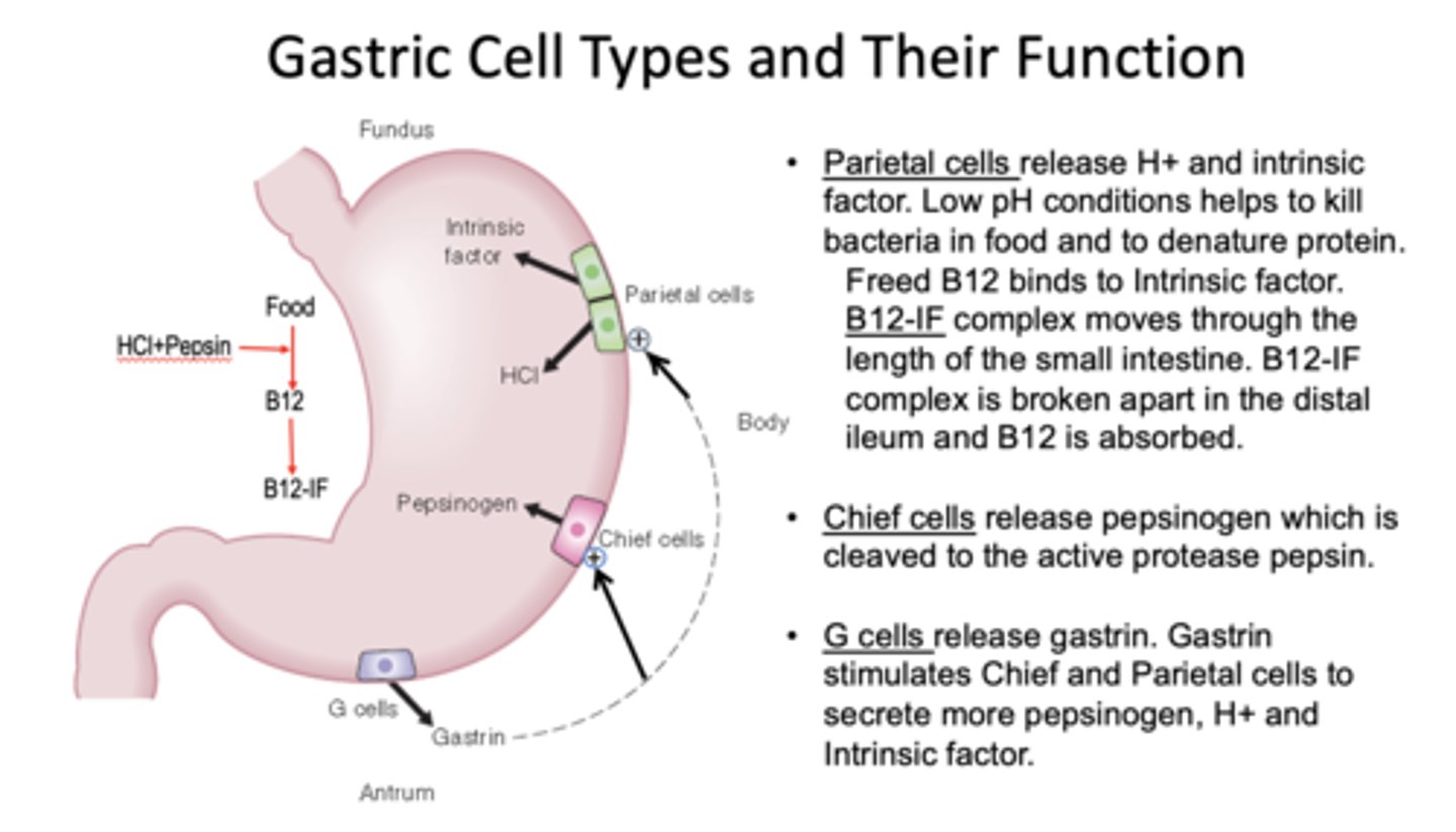 <p>G cells</p>