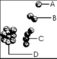 <p><span>Which label is pointing to a sample of staphylococcus?&nbsp;</span></p><table style="minWidth: 200px"><colgroup><col><col><col><col><col><col><col><col></colgroup><tbody><tr><td colspan="1" rowspan="1"><p><span>a.&nbsp;</span></p></td><td colspan="1" rowspan="1"><p><span>A&nbsp;</span></p></td><td colspan="1" rowspan="1"><p><span>b.&nbsp;</span></p></td><td colspan="1" rowspan="1"><p><span>B&nbsp;</span></p></td><td colspan="1" rowspan="1"><p><span>c.&nbsp;</span></p></td><td colspan="1" rowspan="1"><p><span>C&nbsp;</span></p></td><td colspan="1" rowspan="1"><p><span>d.&nbsp;</span></p></td><td colspan="1" rowspan="1"><p><span>D&nbsp;</span></p></td></tr></tbody></table>