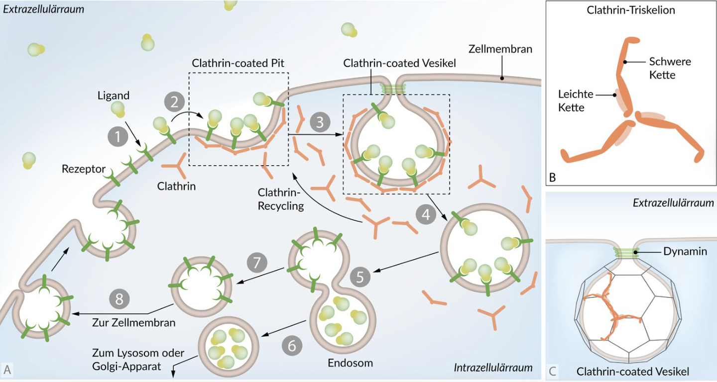 <p>E. Receptor–ligand complexes, such as LDL receptor/LDL, are no longer dissociated in the early endosome.</p>