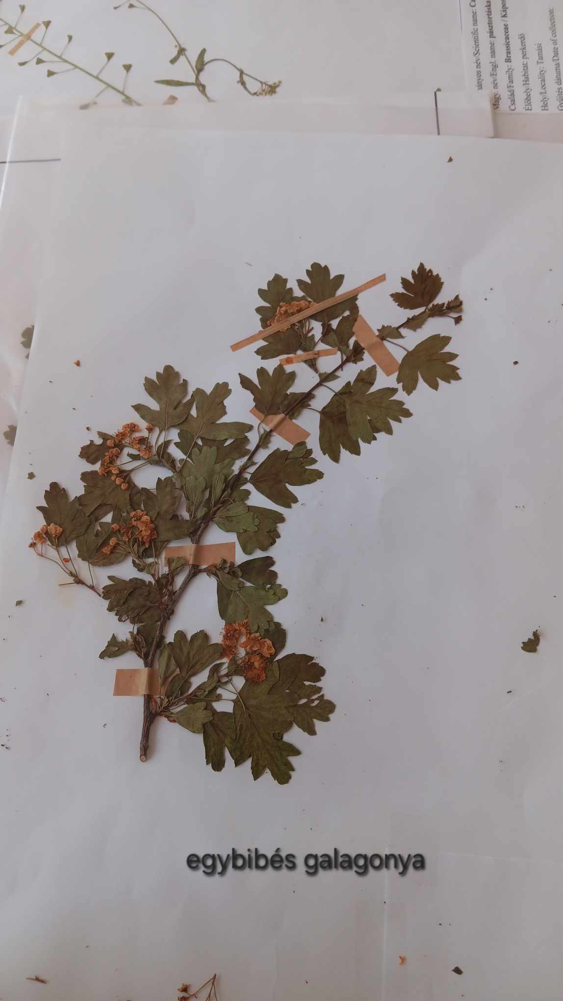 <p>Crataegus monogyna</p>