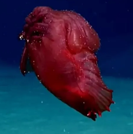 <p>Headless Chicken Monster</p>