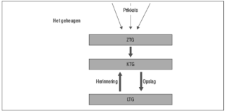 <ul><li><p>Het zintuigelijk geheugen</p></li><li><p>Het korte termijn geheugen</p></li><li><p>Het lange termijn geheugen</p></li></ul>