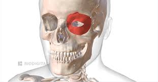<p>What muscle is this?</p>