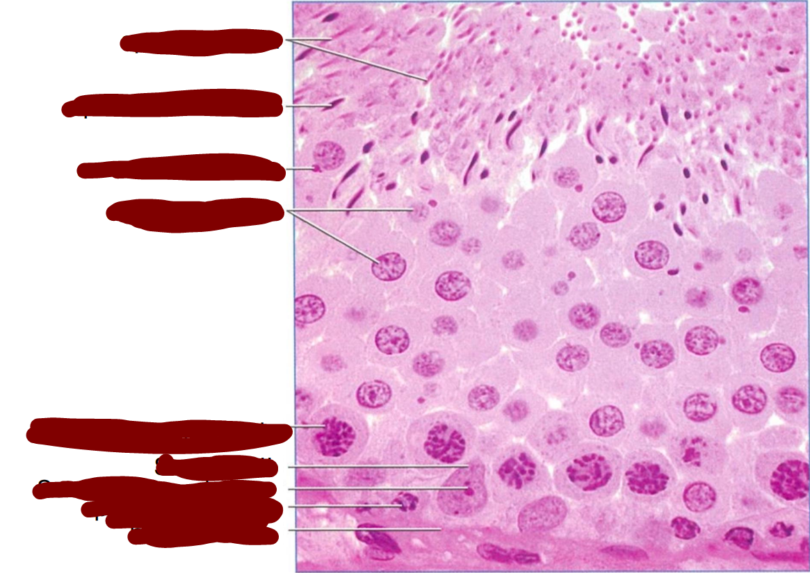 <p>transverse section of a rat seminiferous tubule </p>