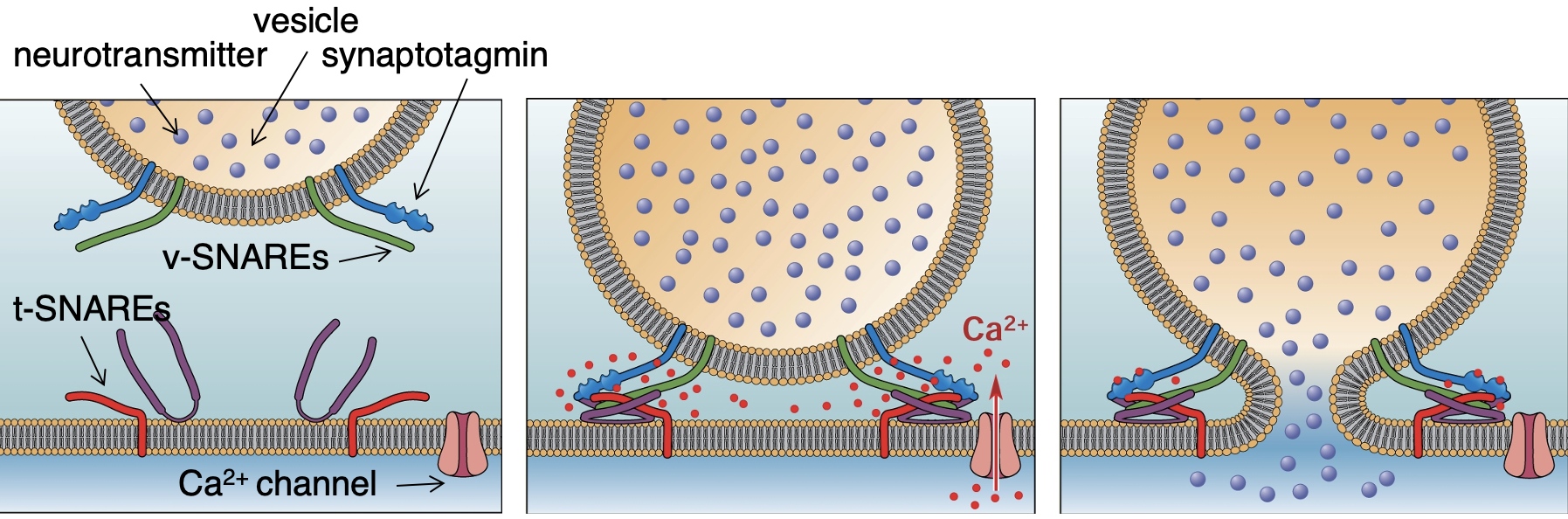 <p>VG Ca2+ channels open = Ca2+ binds to synaptotagmin = conformational change in synaptotagmin = conformational change in tSNARE + vSNARE = 2 SNARES zipper together = forces vesicles towards membrane = force is high enough to cause it to fuse with the membrane = fusion allows for NTs to be released into synaptic cleft. </p>