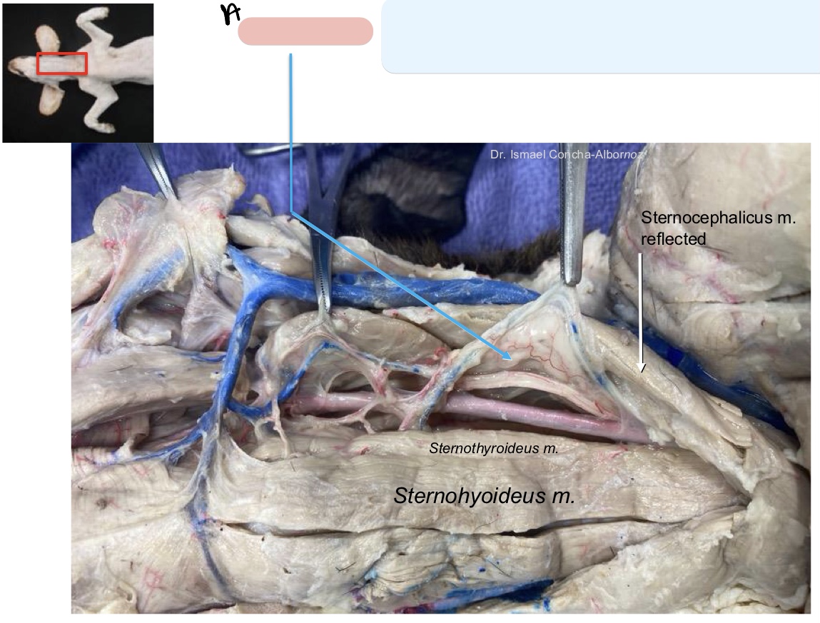<p>Name the structure(s) indicated by a.</p>