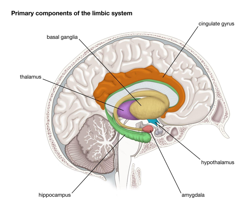 <p>Cingulate gyrus, amygdala, hippocampus & hypothalamus</p><p>Nauwe interacties met basale ganglia & thalamus</p><p><strong>Evolutionair geconserveerd circuit</strong>: draagt bij tot <strong>homeostatische </strong>(reactief herstellen van stabiel intern milieu) & <strong>allostatische </strong>regulatie (proactief aanpassen aan verwachte behoeften) door verwerking van <strong>introceptieve & affectieve signalen, herinneringen opslaan & aangepast gedrag sturen</strong></p><ul><li><p>homeostatisch, <em>vb. beven wanneer het koud is</em></p></li><li><p>allostatisch, <em>vb. anticiperen op mogelijke verstoring, stress voordat er iets gebeurt om fight, flight reactie voor te bereiden</em></p></li></ul><p></p>
