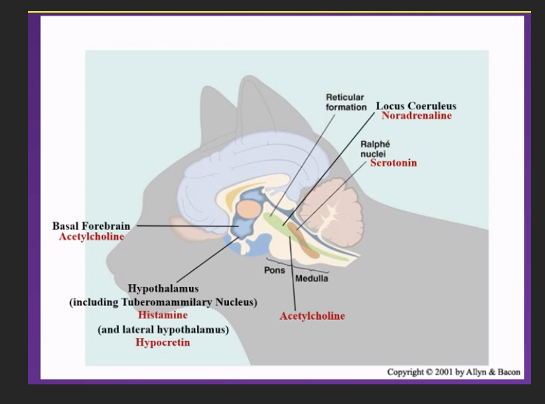 <p>p.s </p><p><span>He says prioritise understnaidng the mechanisms over the names of each neurotransmitter and its location – but you should know both! Hes justh idintg at what will be in exam potentially</span></p><p class="MsoNormal"><span>Good explanation of how it works could be potential SAQ</span></p><p class="MsoNormal"><span>&nbsp;</span></p><p class="MsoNormal"><span>Norepinephrine / noradrenalin are he same thing</span></p>