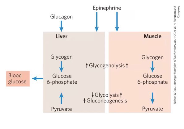 <p>Glucose production/release vs glucose consumption for energy</p>