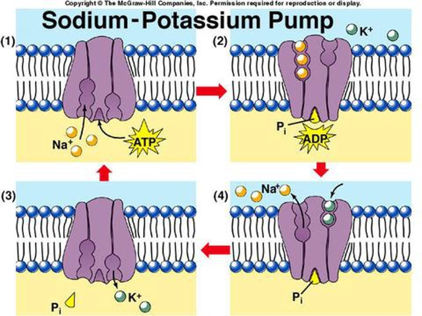 <p>-2 K+ into the cell</p><p>-3 Na+ out of the cell</p><p>-Uses ATP</p><p>-Maintains resting potential</p><p>Remember: Salted Banana</p>