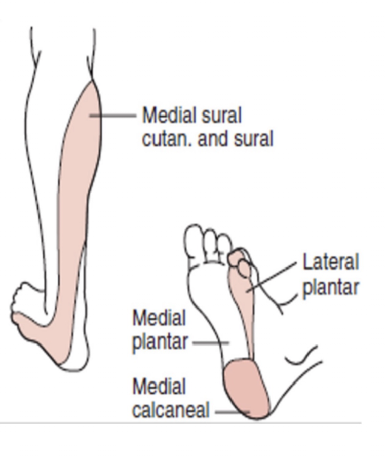 <p>Tibial Nerve:</p><ul><li><p>Nerve Roots:</p></li><li><p>Muscles: (7)</p></li></ul><p></p>