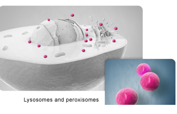 <ul><li><p>Organelles produced by the Golgi complex and function in both intracellular and extracellular digestion by the cell</p></li><li><p>perform phagocytosis</p></li><li><p>digests waste and pathogens</p></li></ul><p></p>