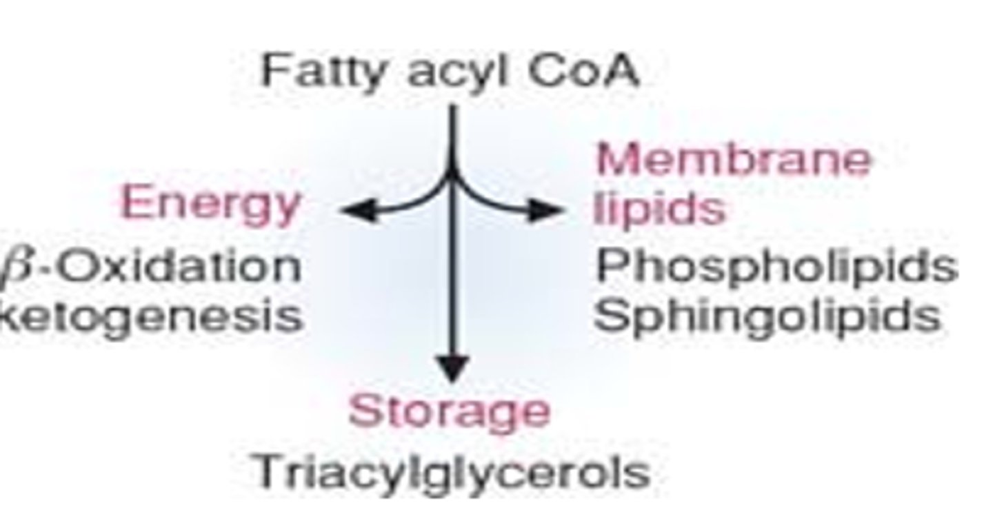 <p>-Beta oxidation ketogenesis for energy<br>-triacylglycerols for storage<br>-phospho/sphinigolipids for membrane lipids</p>