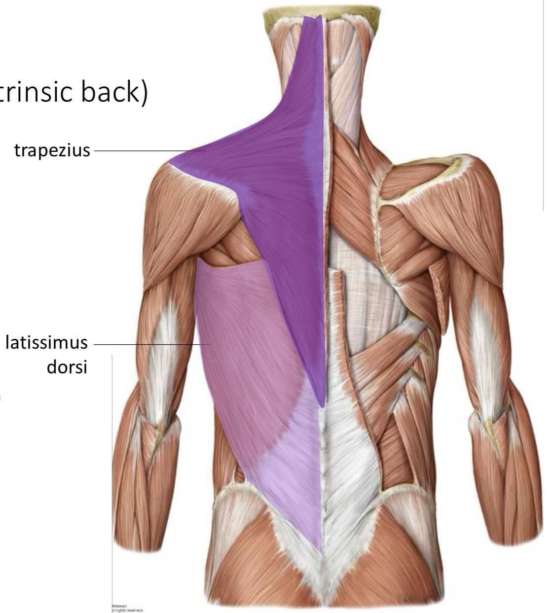 <p>Innervation: <strong>Accessory Nerve (CN XI)</strong></p><p>Function:</p><ul><li><p><strong>Scapular elevation, depression, retraction</strong></p></li><li><p><strong>Rotate Glenoid cavity superiorly</strong></p><p></p></li></ul><p></p>