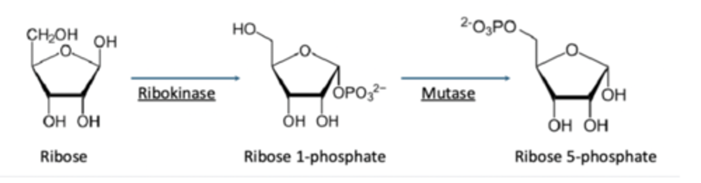 <p>Generates intermediates for glycolysis or gluconeogenesis</p><p>Reactions parts of the pathways non-oxidative phase</p>