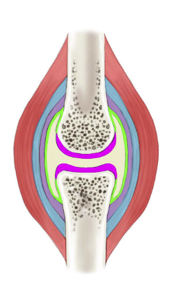 <p>What is the red portion?</p>