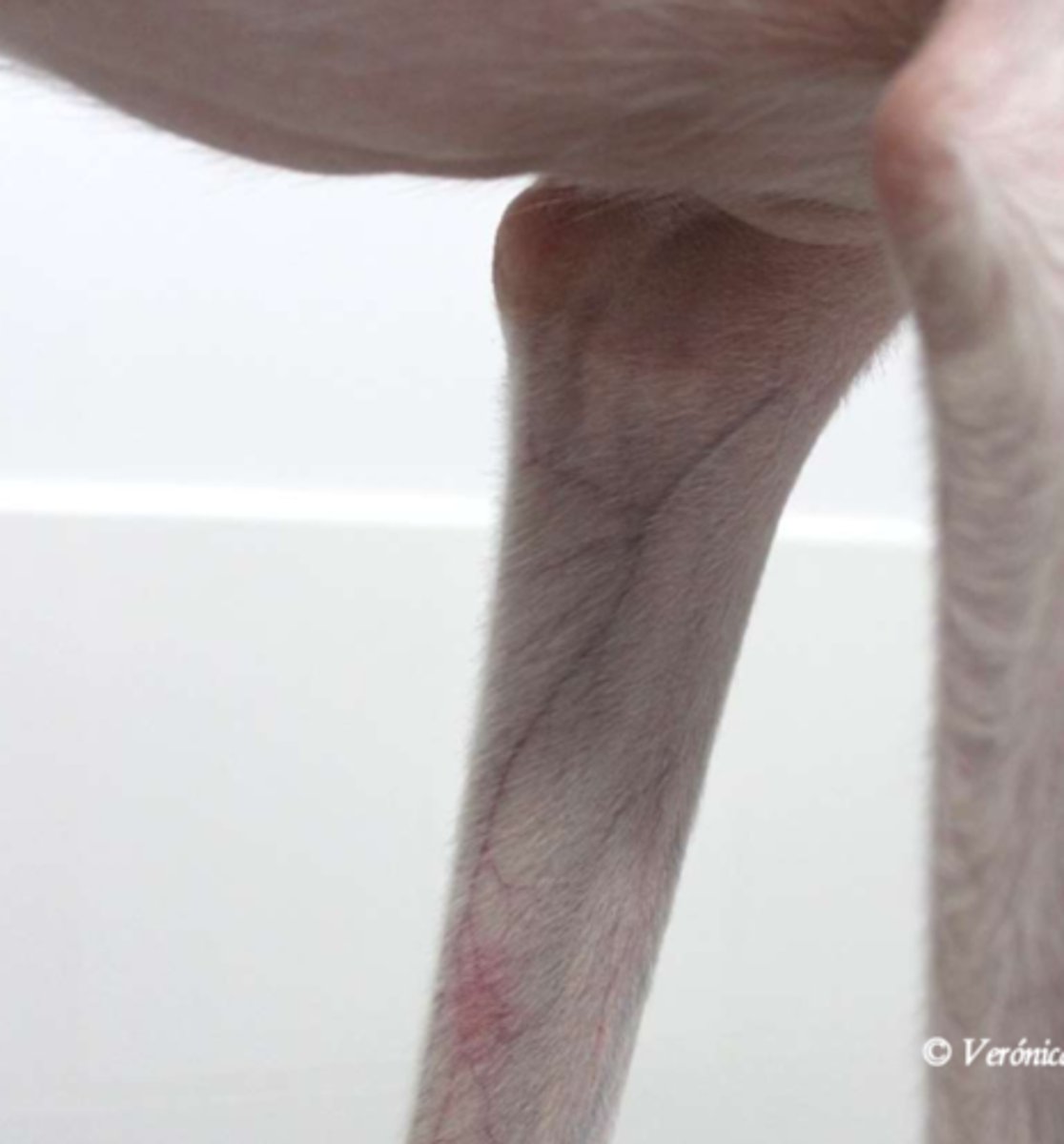 <p>¿lesión?</p><p>¿primaria o secundaria?</p>