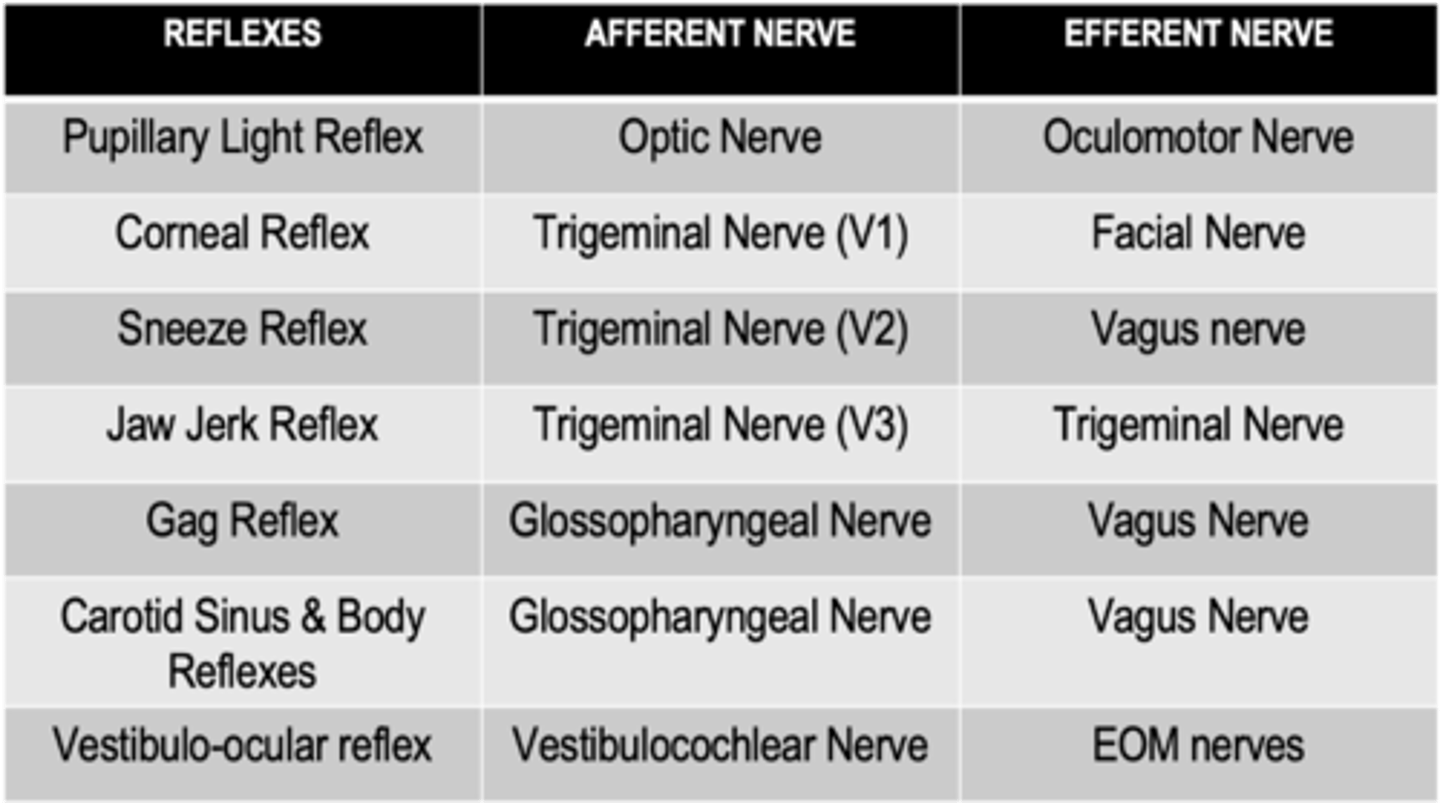 <p>Vagus nerve</p>