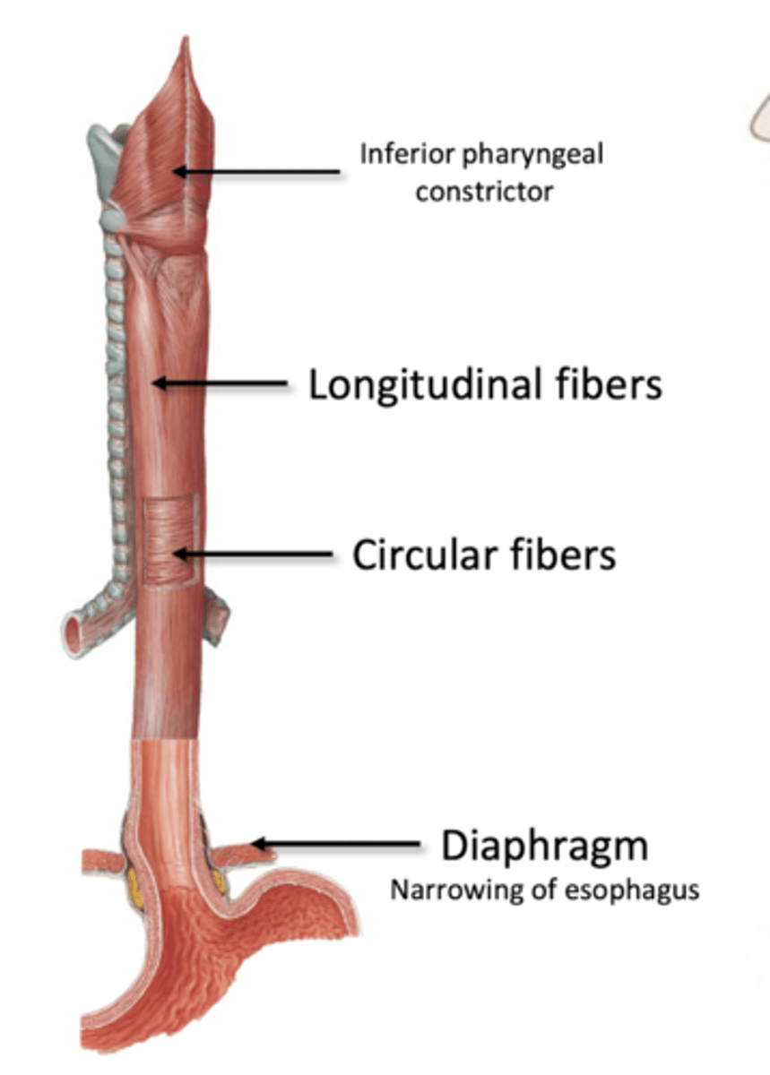 <p>Active Transport: Muscularis</p><p>Longitudinal and Circular fibers</p><p>-proximal 1/3 skeletal muscle</p><p>-middle 1/3 mixed</p><p>-distal 1/3 smooth muscle </p>