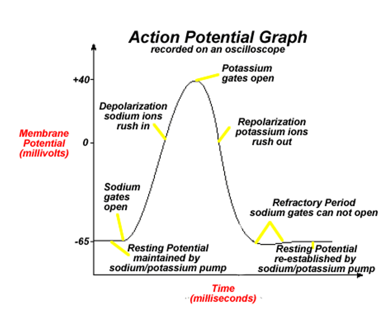 <ol><li><p>Resting potential ~70mV</p></li><li><p>After reaching threshold potential, Na+ gates open, allowing Na+ in and causing depolarization </p></li><li><p>K+ Gates open, allowing K+ out and causing repolarization </p></li><li><p>Neuron moves into refractory period below resting potential</p></li></ol><p></p>