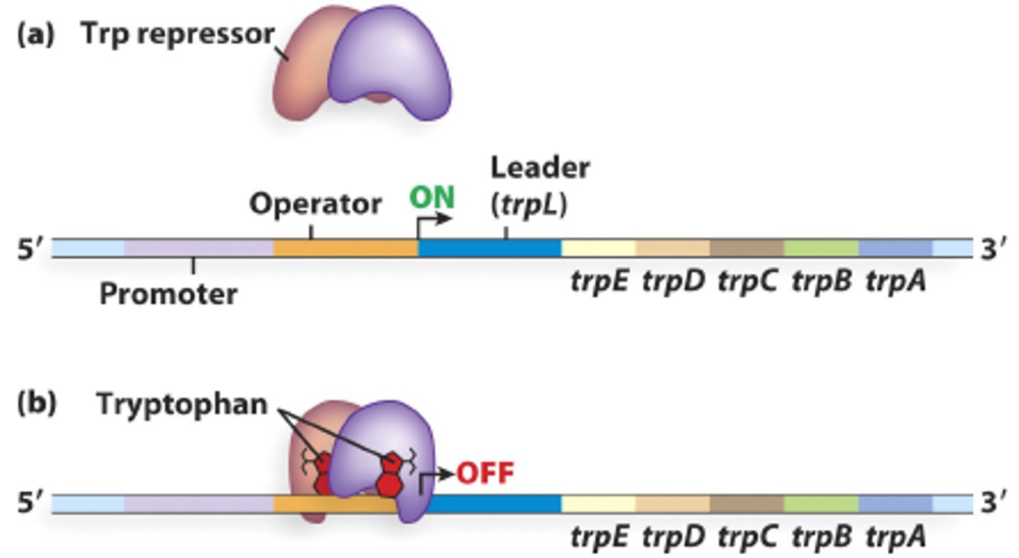 <p>Gene encode 5 enzymes convert chorismate → tryptophan</p><p>Operon expressed Trp levels low</p><p>Trp level high - repressor switches off expression</p>