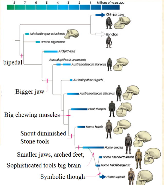 <p>Which is a synapomorphy<br>for the Australopithecines?<br>A. Bipedal<br>B. Bigger jaw<br>C. Big chewing muscles<br>D. Snout diminished<br>E. These are all synapomorphies</p>