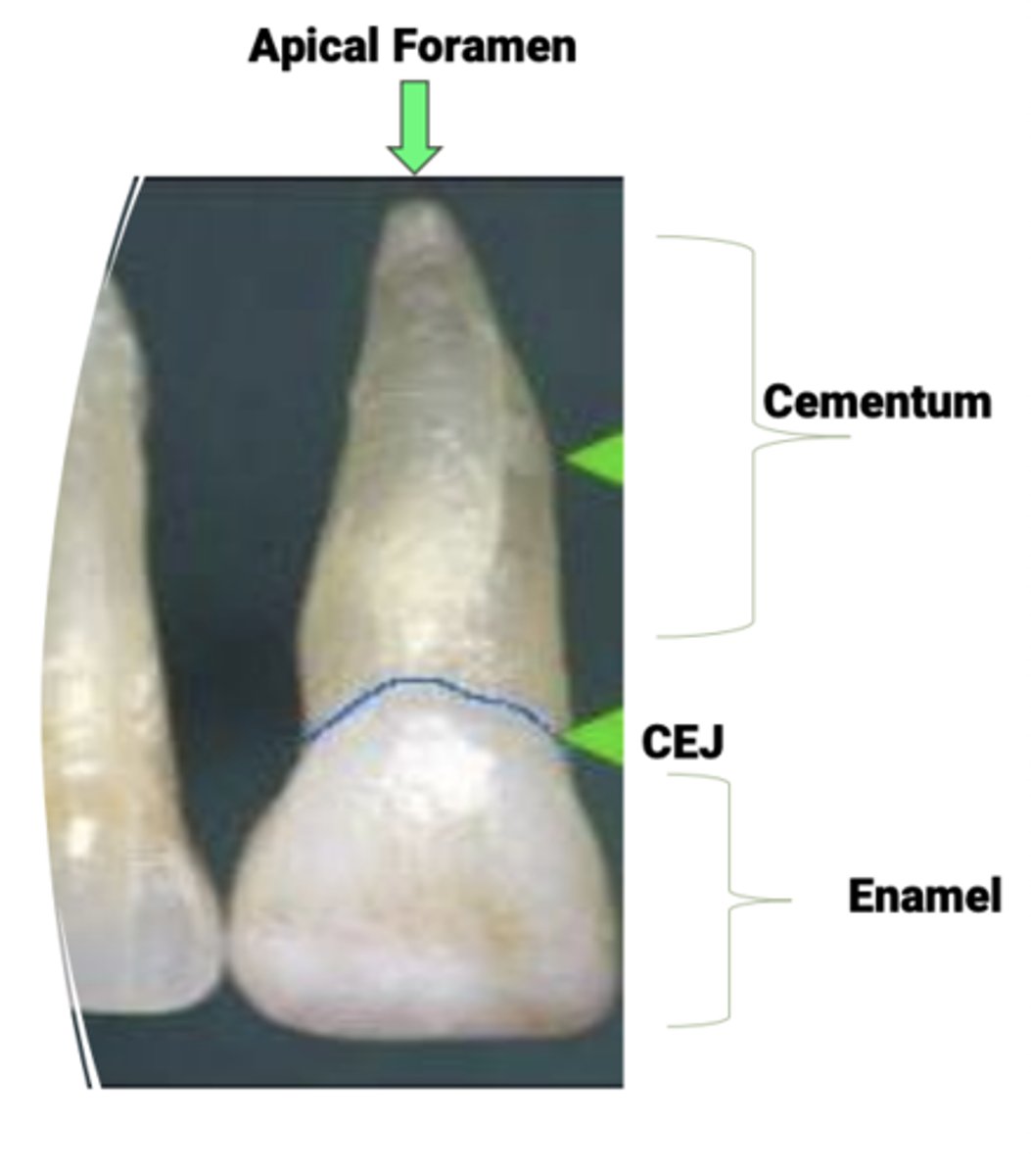 <p>Thin layer of calcified connective tissue that covers the tooth from the CEJ to and around the apical foramen</p>