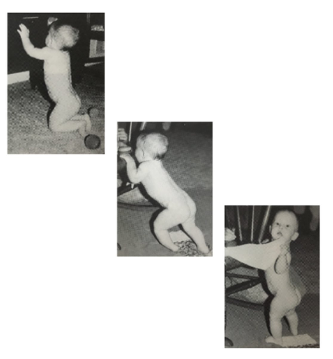 <p>7 months</p><p>Uses UE (relies heavily) to pull up on furniture or people from quadruped or kneel sit and stiffly extend knees</p>