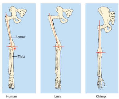 <p>femur is more angled towards the knee, this allows for a smooth bipedal motion</p>