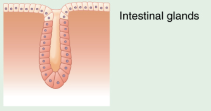 <p>Identify the exocrine gland</p>