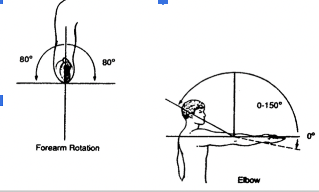 <ul><li><p><span style="font-family: Calibri, sans-serif">Flexion (150</span><span><sup>0</sup></span><span style="font-family: Calibri, sans-serif">)</span></p></li><li><p><span style="font-family: Calibri, sans-serif">Extension (0-5</span><span><sup>0</sup></span><span style="font-family: Calibri, sans-serif">)</span></p></li><li><p><span style="font-family: Calibri, sans-serif">Pronation (80</span><span><sup>0</sup></span><span style="font-family: Calibri, sans-serif">)</span></p></li><li><p><span style="font-family: Calibri, sans-serif">Supination (80</span><span><sup>0</sup></span><span style="font-family: Calibri, sans-serif">)</span></p></li></ul><p></p>