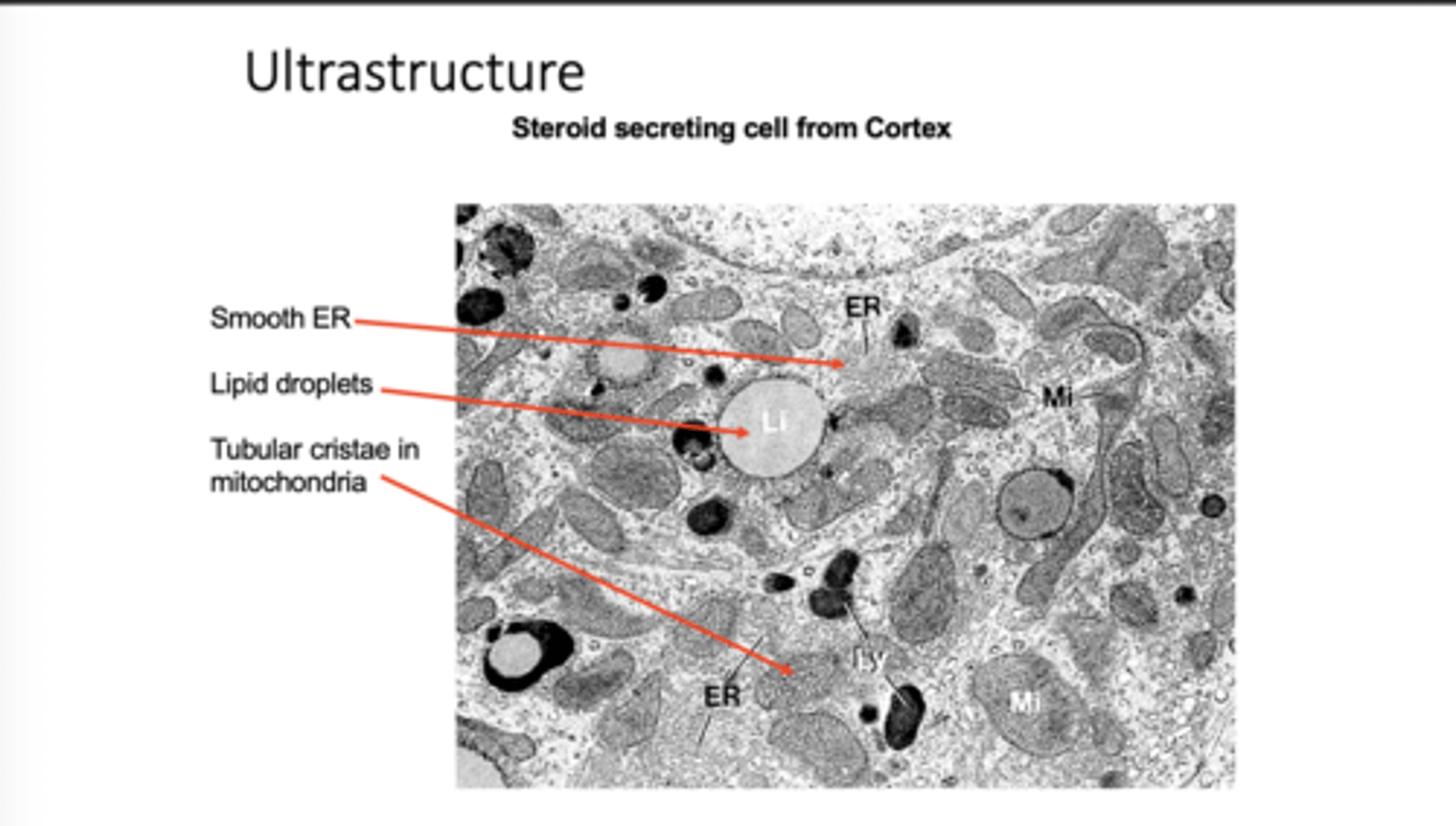 <p>Has</p><p>- smooth ER</p><p>- lipid droplets and</p><p>- tubular cristae in mitochondria rather than long shelf-like cristae.</p>