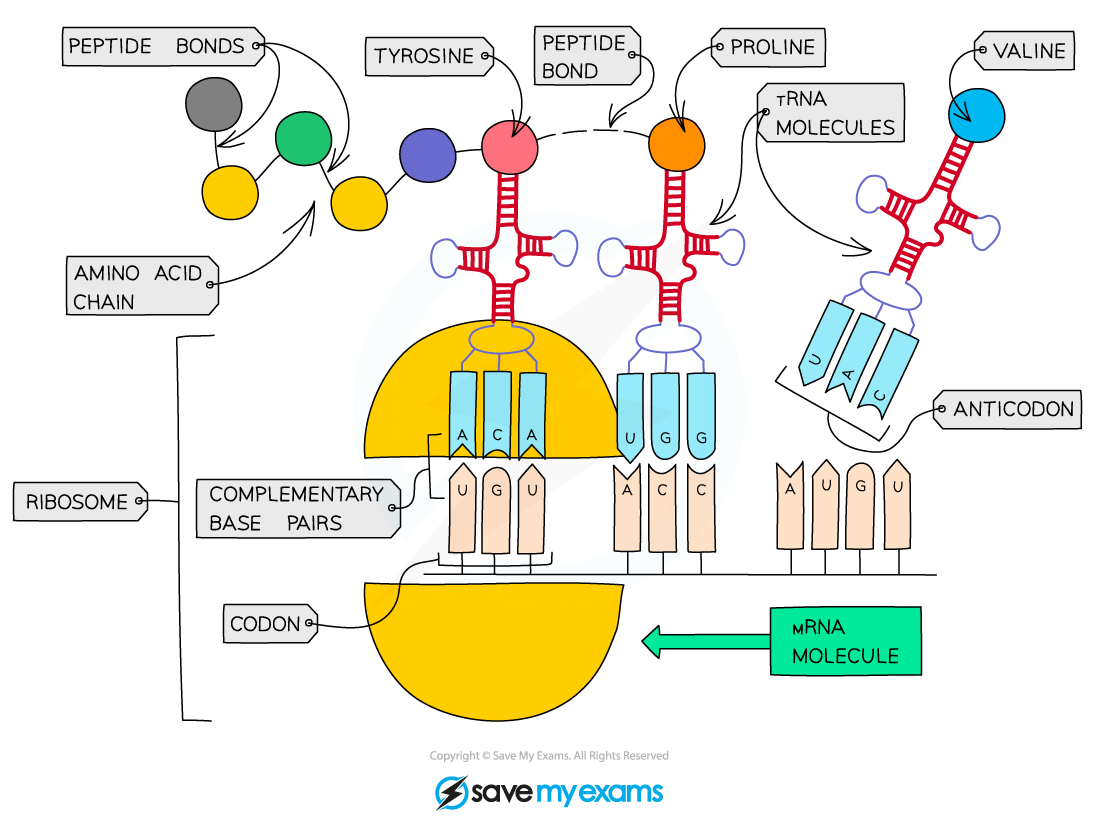 <p>→ A mRNA molecule attaches to a ribosome</p><p>→ tRNA molecules in the cytoplasm have an anticodon that is complementary to the codon on mRNA</p><p>→ Each tRNA also carries a specific amino acid</p><p>→ The first anticondon binds to the start codon on mRNA &amp; the the second anticodon binds to the next codon on mRNA</p><p>→ A peptide bond is formed between the first 2 amino acids</p><p>→ The first tRNA is then released &amp; the ribosome moves along to the next codon.</p><p>→ More tRNA binds to the mRNA, adding amino acids to the growing chain</p><p>→ When the stop codon on the mRNA is reached, the protein is released from the ribosome</p>