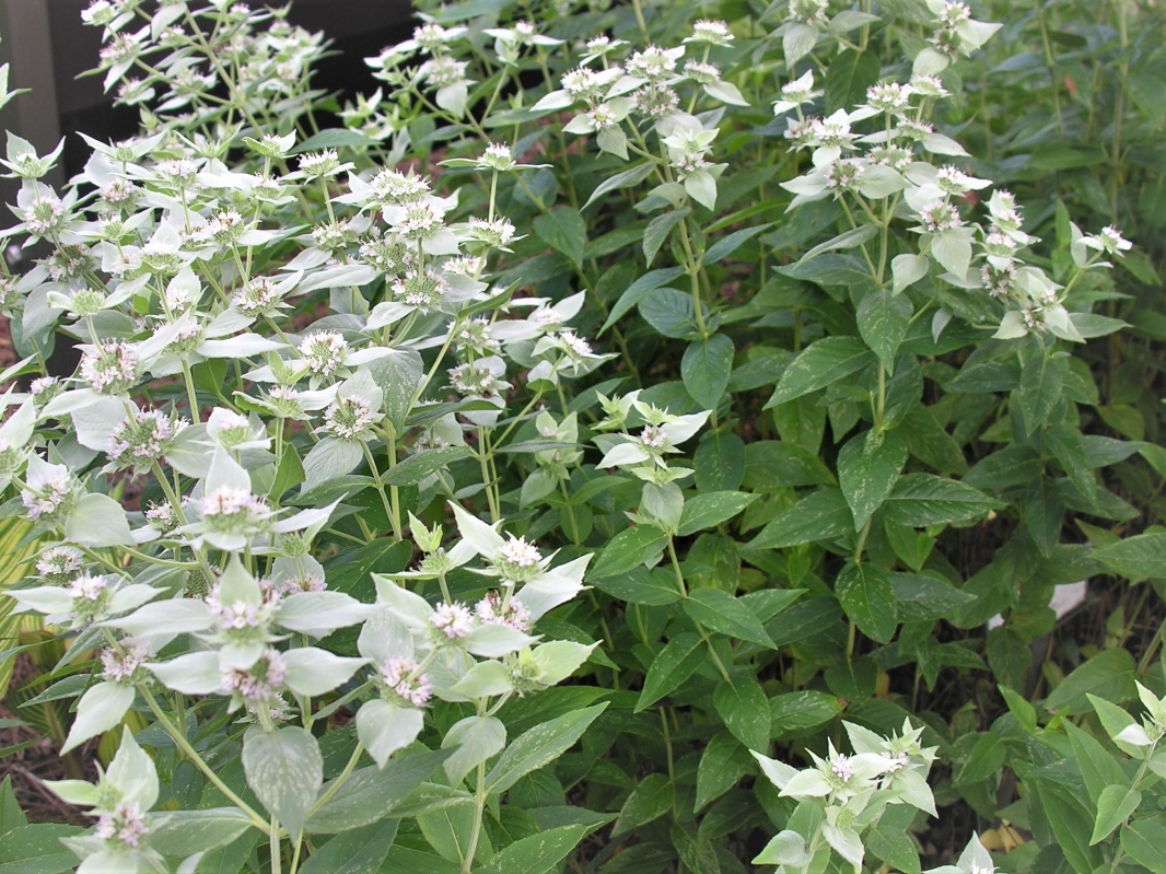 Mountain Mint