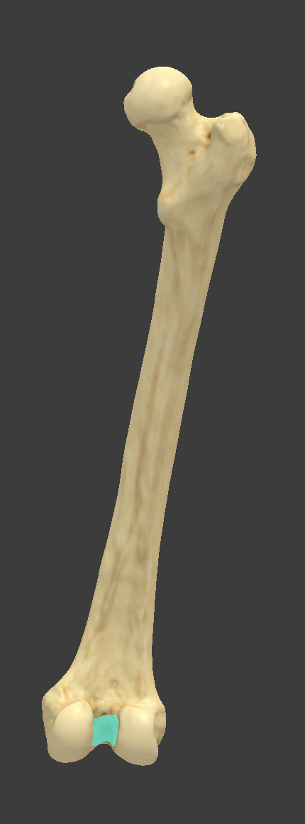 <p>Name and bone </p>